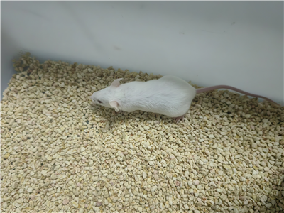 DMN誘導的慢性肝炎動物模型